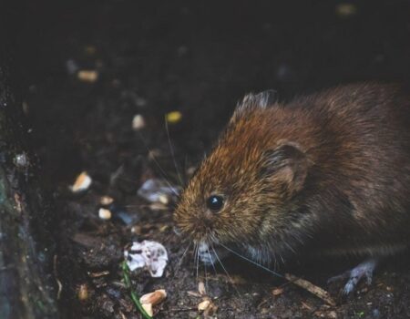 Rodents Invade