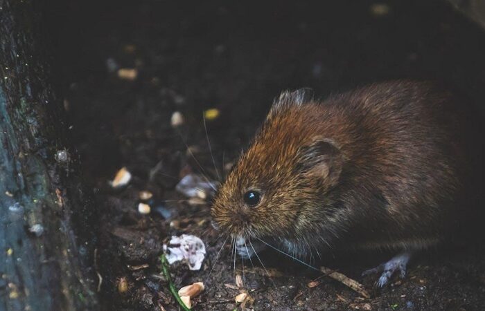 Rodents Invade