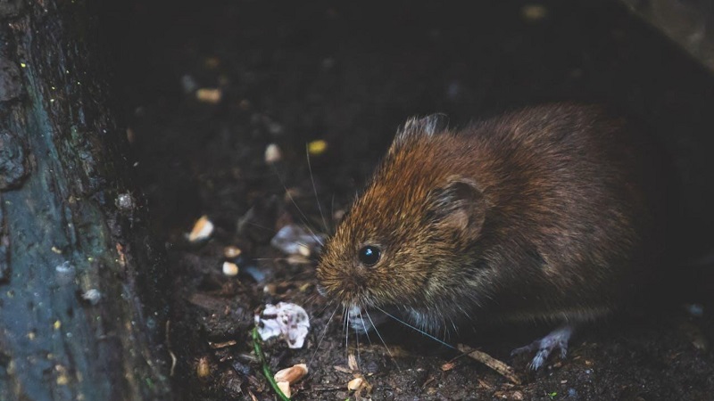 Rodents Invade