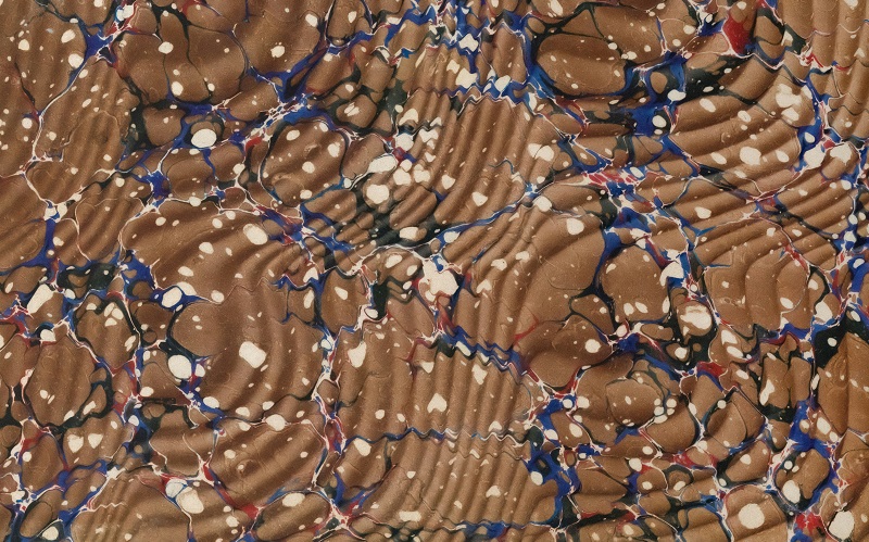muscle cells